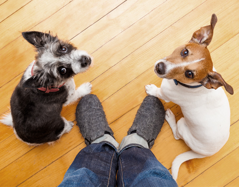 先住犬がいる場合