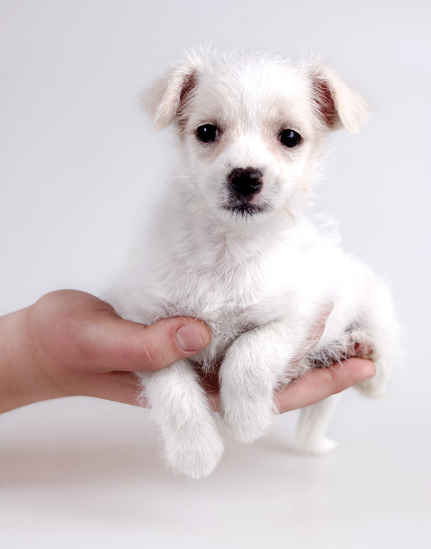 ワンちゃんをよく知り、自分に合った仔犬を選ぶ