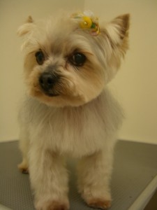 e381b6e38198e38285