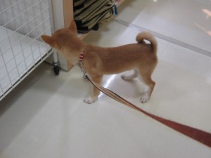 なんだこれ?
