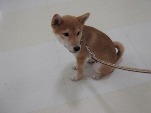 今日はにぎやかだなぁ・・・