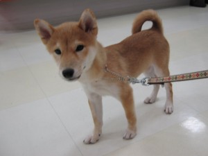 こんにちはー