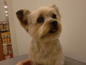 cimg0955