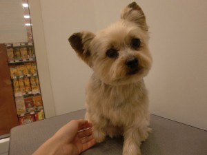 cimg0956