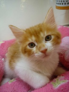 neko