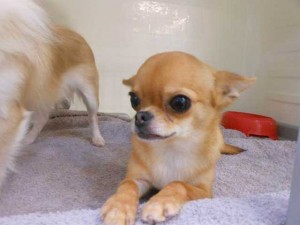 ミッキーちゃん