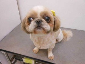 ラムちゃん