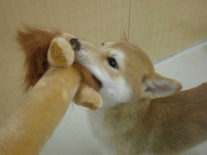 写真 3356