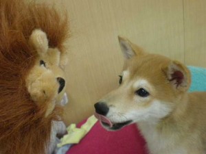 写真 3353