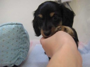 仔犬たち 017