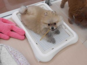 画像 005