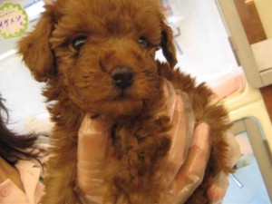 仔犬たち 032