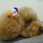 キャンディー2
