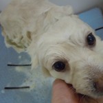 DSCN9567
