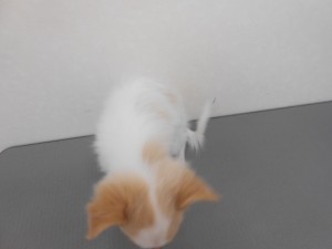 画像 003