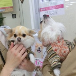まめた・すず3