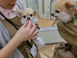 まめた・すず2