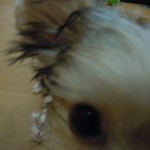 DSCN0194