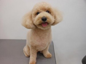 メイプルちゃん
