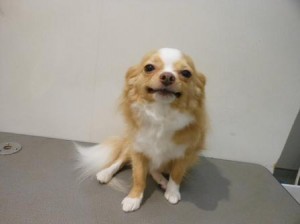 フクちゃん