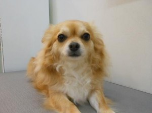 メイちゃん