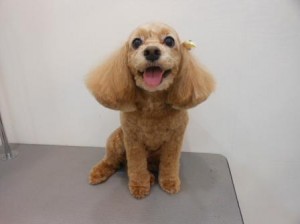 ウェンディーちゃん