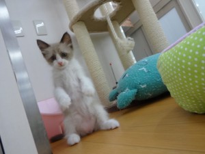 DSC01452