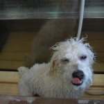 DSCN0966