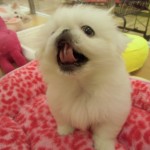 CIMG0227