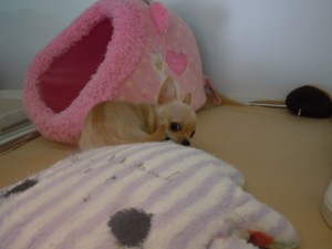 DSCN2732
