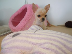 DSCN2733