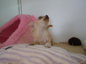 DSCN2735
