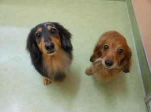 シュンちゃん、ルルちゃん