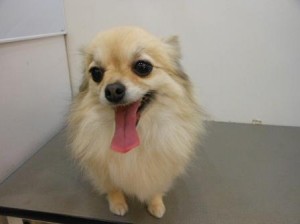 ウリちゃん2