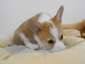 オススメ犬 003