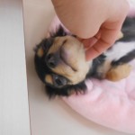 画像。, 016
