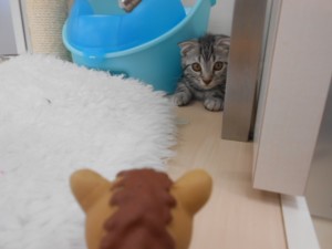 画像。, 063