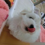 CIMG0485