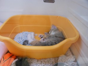 DSCN1434