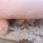 DSCN1446