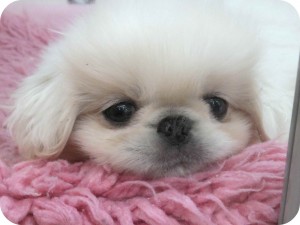 ぺき