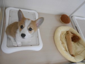 オススメ犬 012