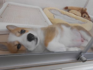 オススメ犬 007