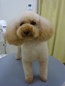あんずちゃん2