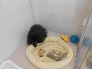 画像。, 057