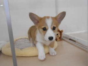 オススメ犬 002