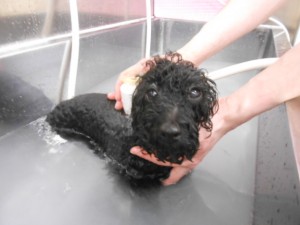 画像・・・ 003