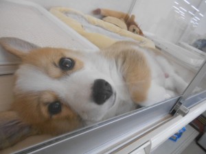 オススメ犬 010