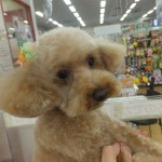 キャンディー