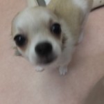 DSCF6731